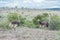 Two female ostriches running