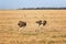 Two female ostriches running through Amboseli