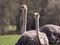 Two Female Ostriches sitting