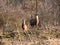 Two female red deer stare at the camera