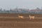 Two female roe deer standing at crop field. Capreolus capreolus