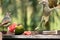 Two female satin bowerbirds