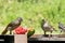 Two female satin bowerbirds