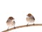 Two female Sylvia atricapilla Eurasian Blackcap isolated on a white