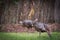 Two female turkeys in grass.