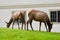 Two female wapity elks grazing on the grass at Yellowstone National Park