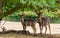 Two female waterbucks standing together under a tree, marsh antelope specie from Africa