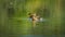 Two female white ducks in a quiet emerald dune lake