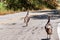 Two female wild turkeys Meleagris gallopavo walking on a road; South San Francisco Bay Area, California