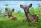 Two Females Deers Sitting On Green Grass Relaxing Looking Straight Ahead