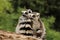 Two females of ring-tailed lemur Lemur catta on trunk. One holds little one which sucks mother milk.