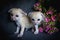Two fennec foxes cub with pink flowers