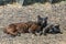 Two feral cats having a good time near the Caleta beach in La Gomera Island. Female cat licking paw, basking on porous lava