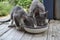 Two feral cats sharing wet food from dish