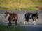 Two feral goats at the Valley of Rocks in North Devon, England.