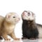 Two Ferrets kits (10 weeks)