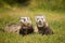 Two ferrets walking together on leash in summer green grass