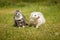 Two ferrets walking together on leash in summer green grass