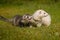 Two ferrets walking together on leash in summer green grass