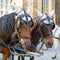 Two fiaker carriage horses on Stephansplatz, Vienna, Austria