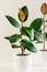 Two ficus elastic plant rubber tree in white ceramic flower pots