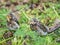 Two fieldfare chicks, Turdus pilaris, have left the nest and are sitting on the spring lawn. Fieldfare chicks sit on the ground