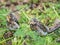 Two fieldfare chicks, Turdus pilaris, have left the nest and are sitting on the spring lawn. Fieldfare chicks sit on the ground