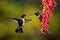 Two Fiery-throated Hummingbirds with Pink Flower