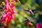 Two Fiery-throated Hummingbirds with Pink Flower