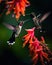 Two Fiery-throated Hummingbirds with Pink Flower