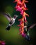 Two Fiery-throated Hummingbirds with Pink Flower