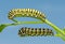 Two fifth instar Black Swallowtail butterfly caterpillars on parsley