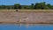 Two fighting black-faced impala antelopes dueling with their antlers at a waterhole in Etosha National Park, Namibia, Africa.