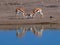 Two fighting black-faced impala antelopes dueling with their antlers at a waterhole reflecting in water in Etosha National Park.