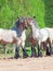 Two fighting brabant stallions.