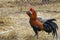 Two fighting cock and hen is walking in farm at thailand