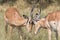 Two fighting impala bucks