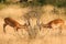 Two fighting impalas in Samburu National Park, Ken