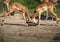 Two fighting Impalas in the savannah grass of the Bwabwata Nationalpark at Namibia