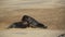 Two fighting large dominant Grey Seal bulls, Halichoerus grypus, on a beach in Horsey, Norfolk, during breeding season.