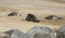 Two fighting large dominant Grey Seal bulls Halichoerus grypus on a beach in Horsey, Norfolk, UK.