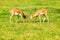 Two fighting reddish-brown antelopes on the grass.