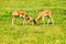 Two fighting reddish-brown antelopes on the grass.