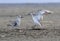 Two fighting Sanderlings