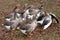 Two fighting white geese on a farm in autumn