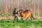 Two fighting wild brown Exmoor ponies, against a forest and reed background. Biting, rearing and hitting. autumn colors