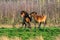 Two fighting wild brown Exmoor ponies, against a forest and reed background. Biting, rearing and hitting. autumn colors