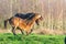 Two fighting wild brown Exmoor ponies, against a forest and reed background. Biting, rearing and hitting. autumn colors