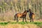 Two fighting wild brown Exmoor ponies, against a forest and reed background. Biting, rearing and hitting. autumn colors