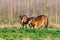 Two fighting wild brown Exmoor ponies, against a forest and reed background. Biting, rearing and hitting. autumn colors